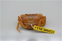 藏品(拉氏清溪蟹)的圖片